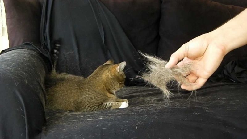 جمع کردن موی گربه