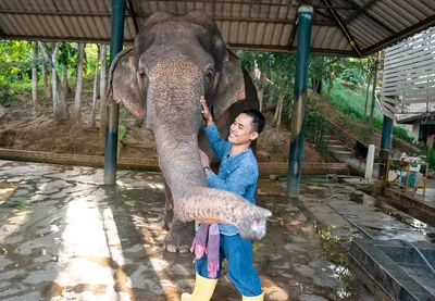 فیلبان در حال نگهداری از فیل‌ها