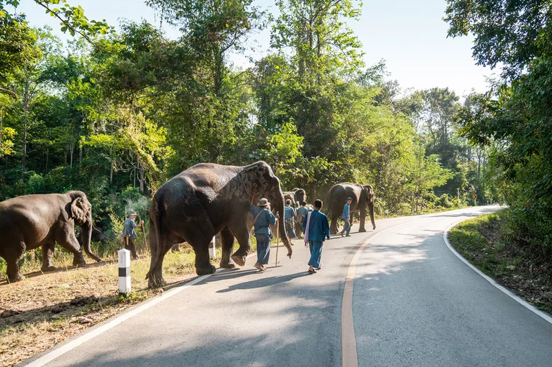مرکز حفاظت از فیل‌ها