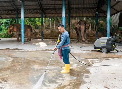 فیلبان در حال نظافت جای فیل‌ها