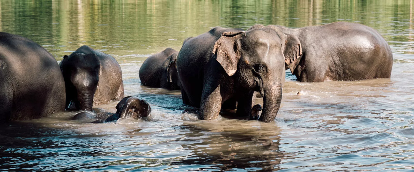 فیل‌ها در حال آب بازی