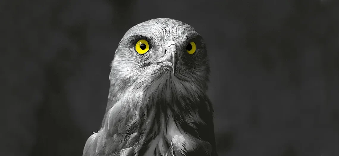 کرشر نماد اقتدار در پاکیزگی محیط برند کرشر